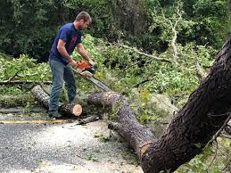 Best Hazardous Tree Removal  in Tresckow, PA