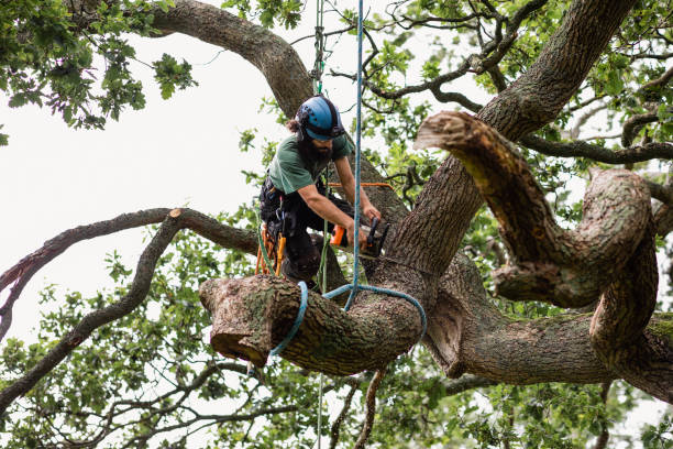 Best Tree and Shrub Care  in Tresckow, PA