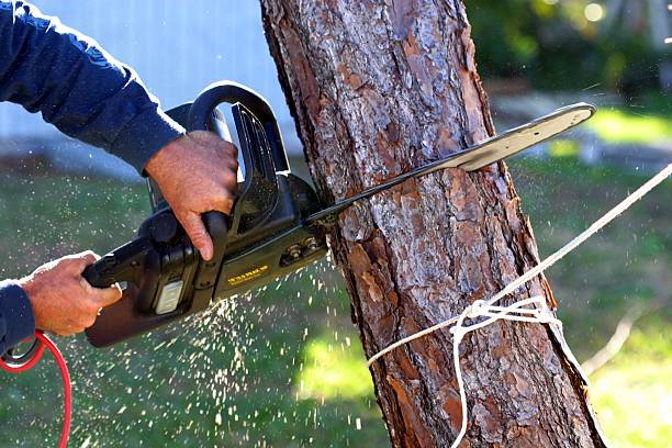 Best Storm Damage Tree Cleanup  in Tresckow, PA