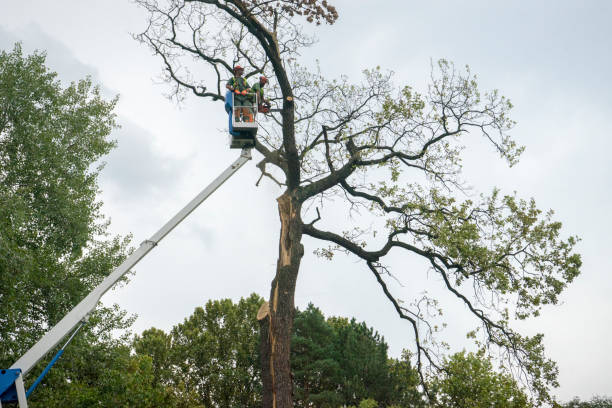 Best Emergency Tree Removal  in Tresckow, PA