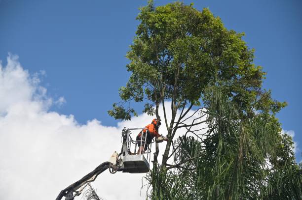 Best Tree Trimming and Pruning  in Tresckow, PA