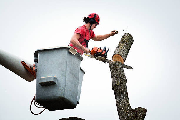 Best Commercial Tree Services  in Tresckow, PA