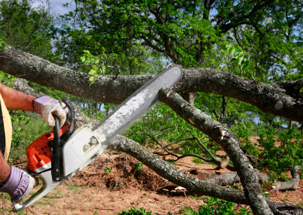 How Our Tree Care Process Works  in  Tresckow, PA